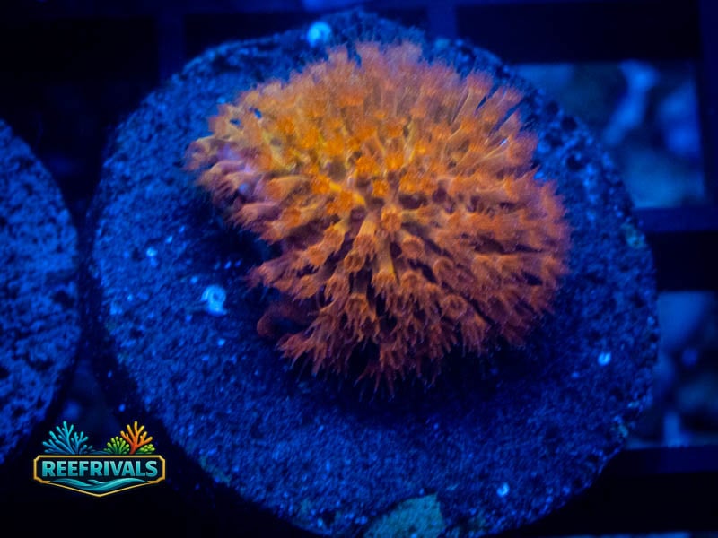 Jf Burning Banana Stylo coral image from ReefRivals, listed as Stylocoeniella spp. and Encrusting