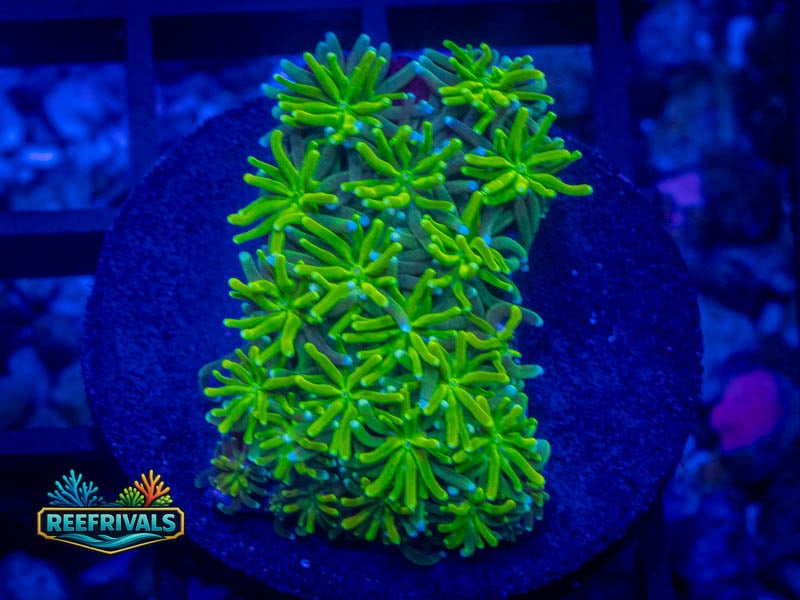 WWC Lemonade Galaxea WYSIWYG coral image | ReefRivals WWC Lemonade Galaxea coral image from ReefRivals, listed as Galaxea sp. and SPS Plating