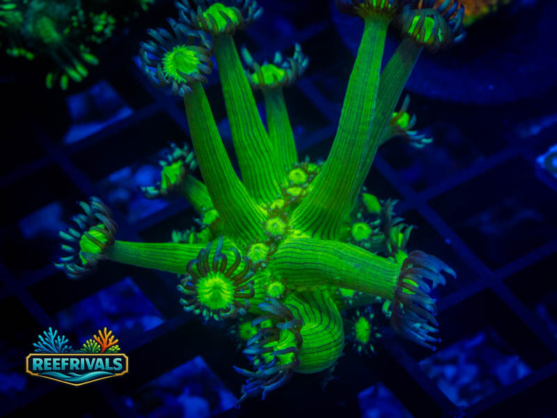 ECC SHadow Flame Goni WYSIWYG coral image | ReefRivals ECC SHadow Flame Goni coral image from ReefRivals, listed as Goniopora sp. and Gonis