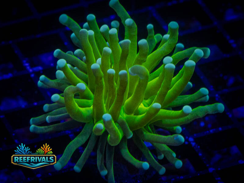 OG Holy Grail Torch WYSIWYG coral image | ReefRivals OG Holy Grail Torch coral image from ReefRivals, listed as Euphyllia glabrescens and Torches