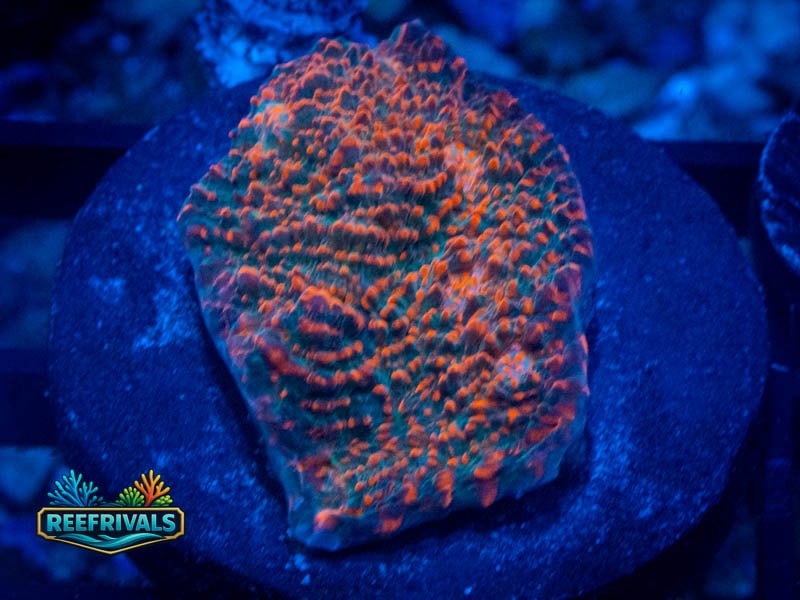 WWC Cherry Garcia Chalice coral image from ReefRivals, listed as Echinophyllia sp. and Chalices