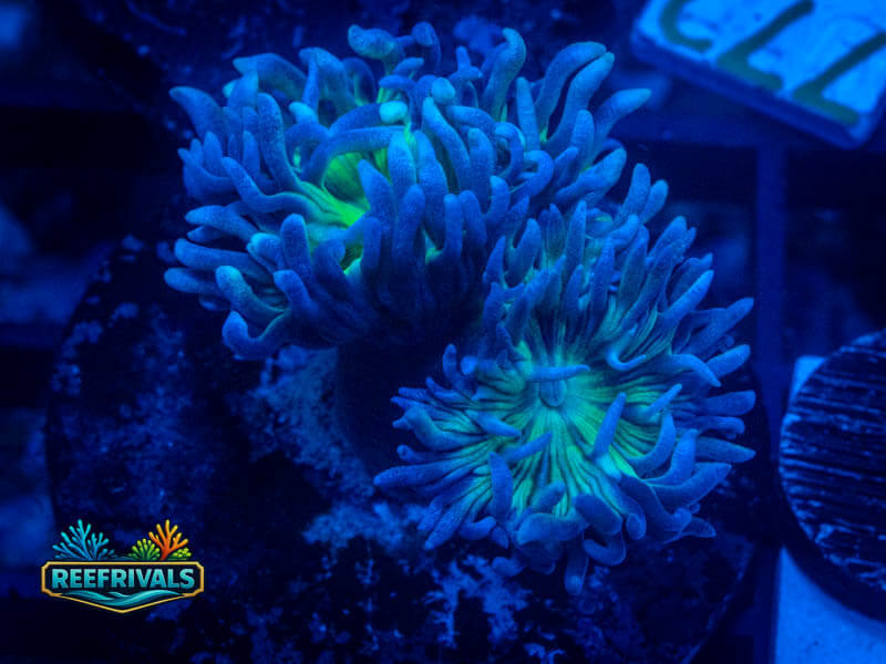 RVL Splunkin' Duncan (2 Heads) WYSIWYG coral image | ReefRivals RVL Splunkin' Duncan (2 Heads) coral image from ReefRivals, listed as Duncanopsammia axifuga and Duncans