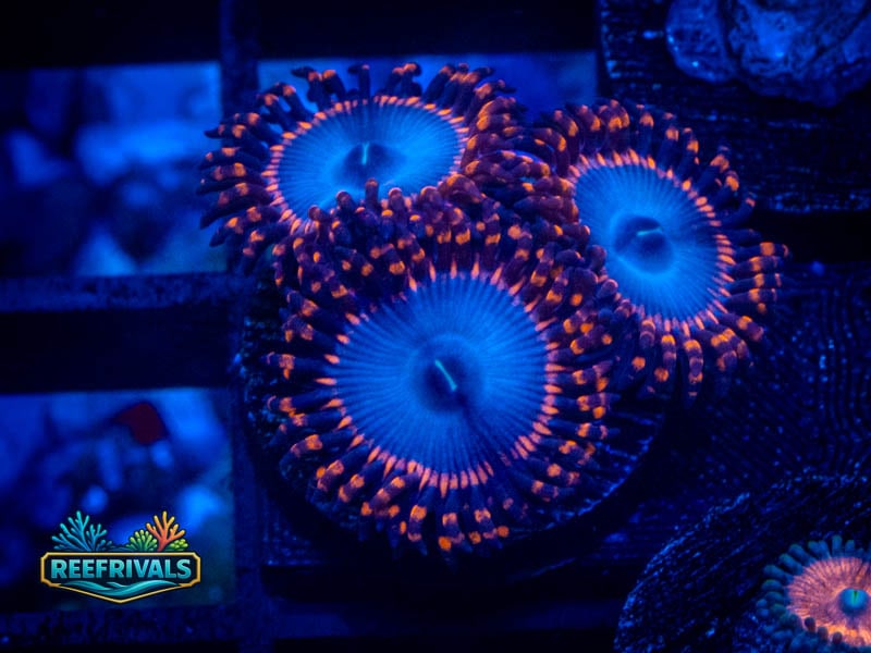 WWC Spiderman Zoa coral image from ReefRivals, listed as Zoanthus sp. and Zoas