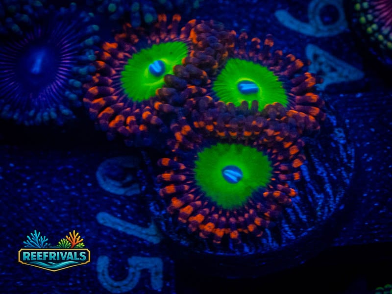 OG Bowser Zoa WYSIWYG coral image | ReefRivals OG Bowser Zoa coral image from ReefRivals, listed as Zoanthus sp. and Zoas