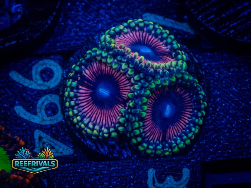 WWC Black Orchids Zoa coral image from ReefRivals, listed as Zoanthus sp. and Zoas