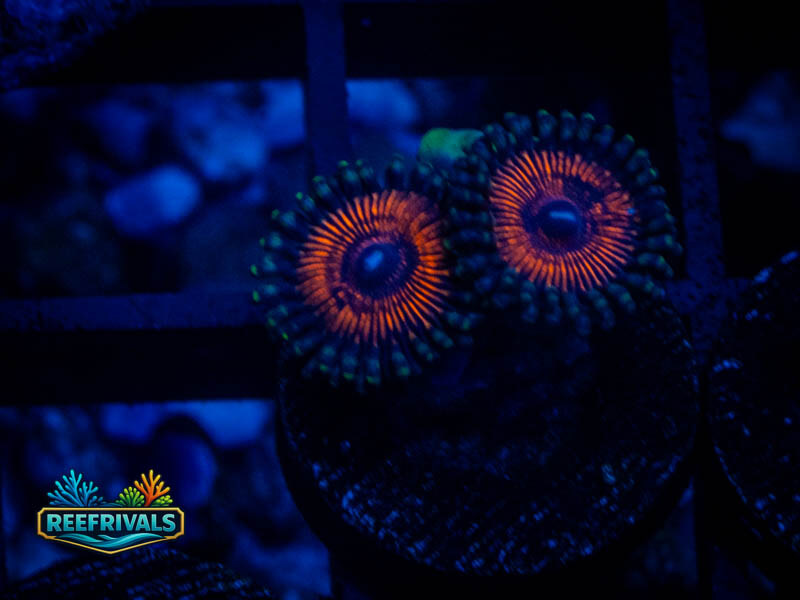 ARC God of War Zoa coral image from ReefRivals, listed as Zoanthus sp. and Zoas
