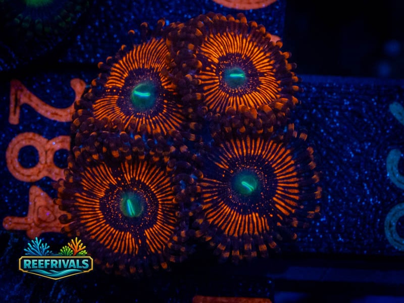 TSA Twizzler Zoa coral image from ReefRivals, listed as Zoanthus sp. and Zoas