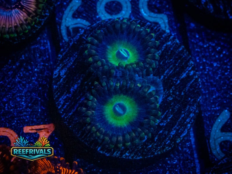 TSA Bob Marley Zoa coral image from ReefRivals, listed as Zoanthus sp. and Zoas