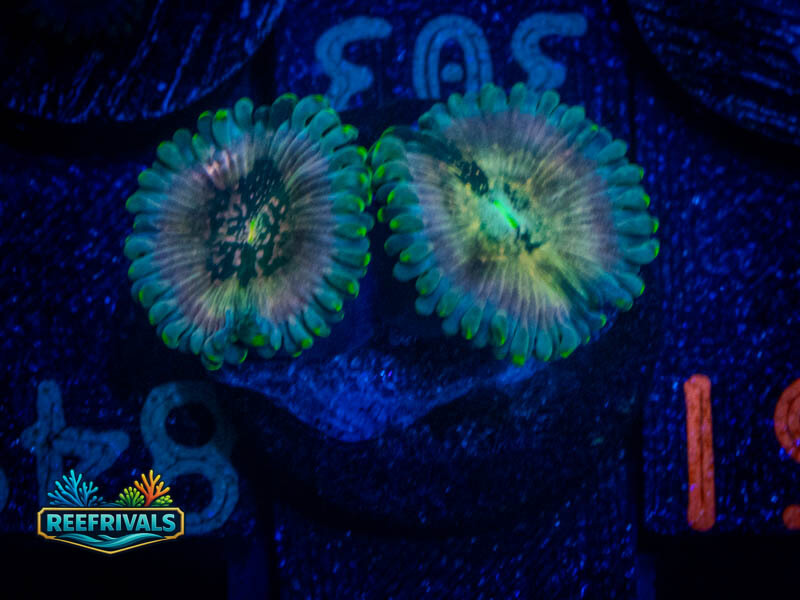 WWC Hawaiian Ding Dang Zoa coral image from ReefRivals, listed as Zoanthus sp. and Zoas