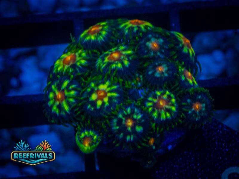 ECC Daisy Cutter Zoa (Mini Colony) coral image from ReefRivals, listed as Zoanthus sp. and Zoas