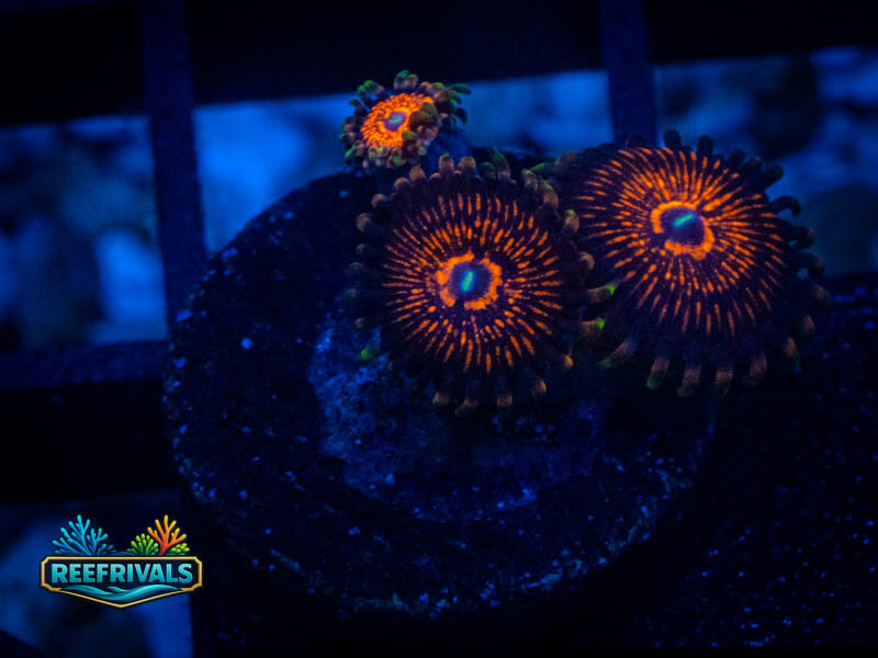 ARC Nightcrawler Zoa coral image from ReefRivals, listed as Zoanthus sp. and Zoas