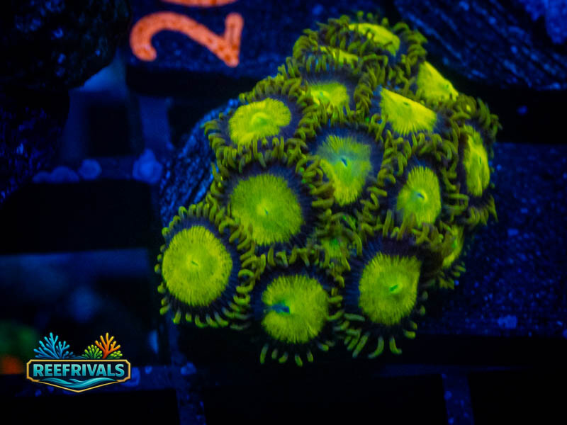 ECC King Midas Zoa (Mini Colony) WYSIWYG coral image | ReefRivals ECC King Midas Zoa (Mini Colony) coral image from ReefRivals, listed as Zoanthus sp. and Zoas