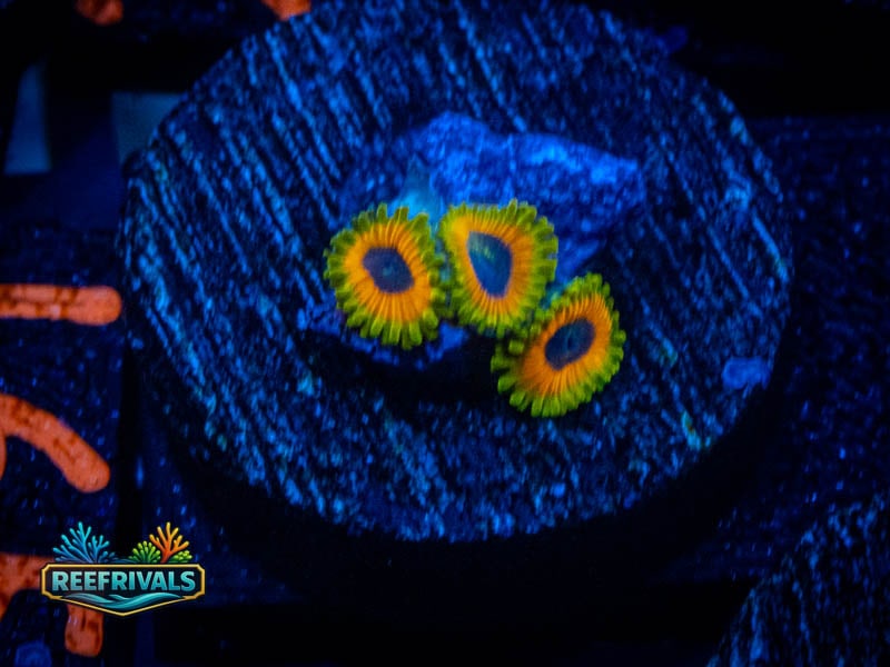 TSA Great Owl Zoa (Show Grade!!!) WYSIWYG coral image | ReefRivals TSA Great Owl Zoa (Show Grade!!!) coral image from ReefRivals, listed as Zoanthus sp. and Zoas