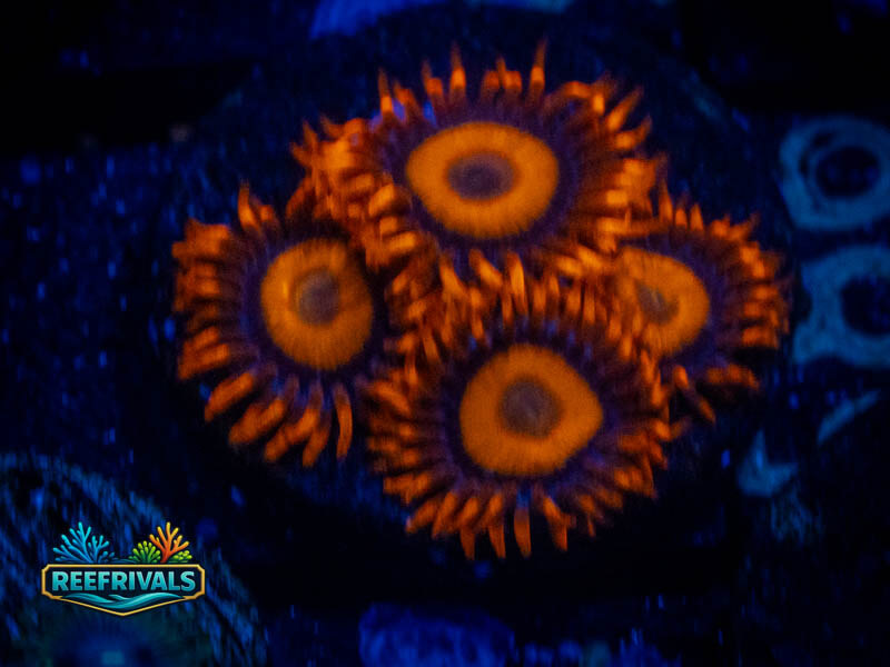 TSA Orange Oxide Zoa coral image from ReefRivals, listed as Zoanthus sp. and Zoas