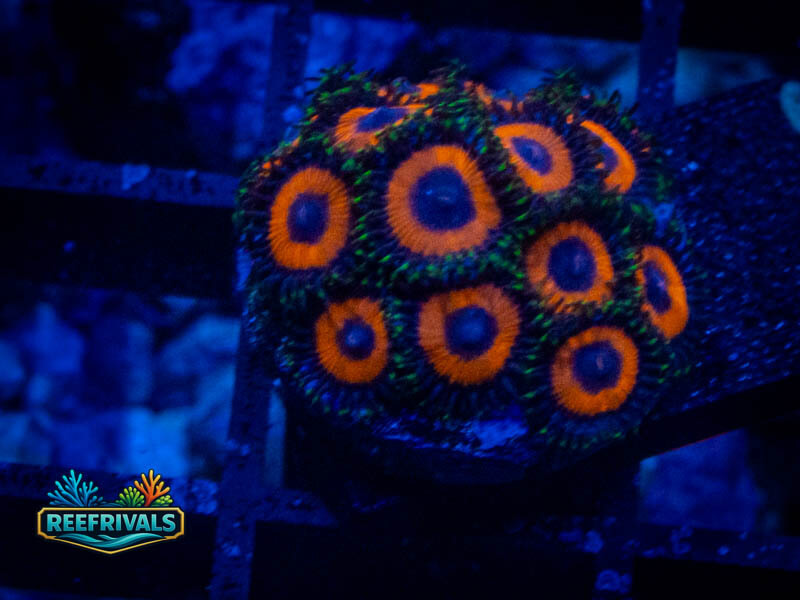 TG Eagle Eye Zoa (Mini Colony) WYSIWYG coral image | ReefRivals TG Eagle Eye Zoa (Mini Colony) coral image from ReefRivals, listed as Zoanthus sp. and Zoas