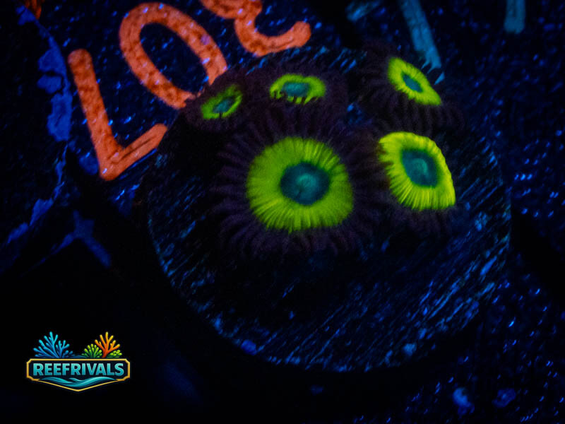 ARC Bob Marley Zoa WYSIWYG coral image | ReefRivals ARC Bob Marley Zoa coral image from ReefRivals, listed as Zoanthus sp. and Zoas