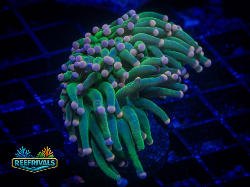 TSA Cotton Candy Torch WYSIWYG coral image | ReefRivals TSA Cotton Candy Torch coral image from ReefRivals, listed as Euphyllia glabrescens and Torches