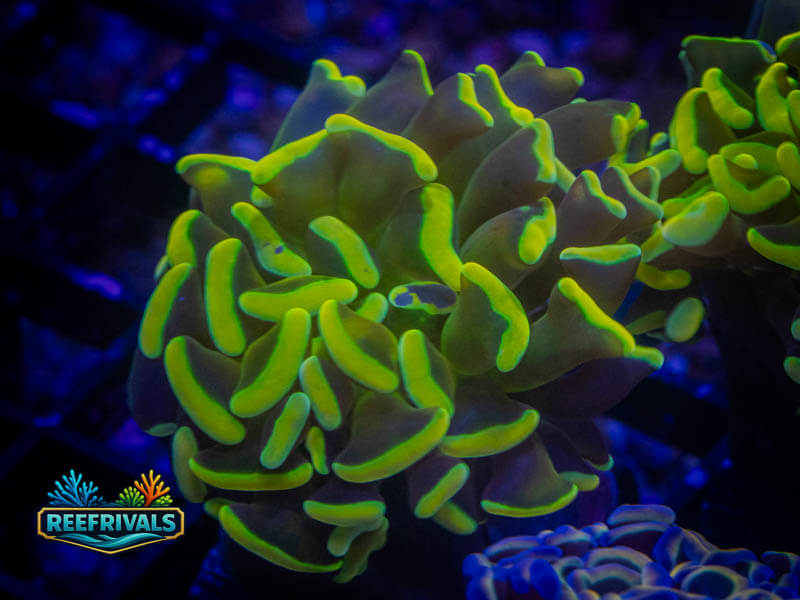 OC Ultra Neon Hammer coral image from ReefRivals, listed as Fimbriaphyllia ancora and Hammers