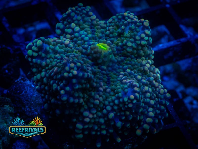 RVL Aquaman Mushroom coral image from ReefRivals, listed as Discosoma sp. and Mushrooms