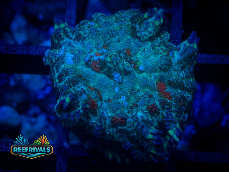 RVL Evil Eye Mushroom WYSIWYG coral image | ReefRivals RVL Evil Eye Mushroom coral image from ReefRivals, listed as Rhodactis spp. and Mushrooms