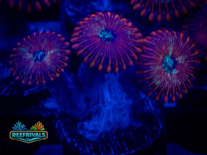 WA Magician Zoa coral image from ReefRivals, listed as Zoanthus sp. and Zoas