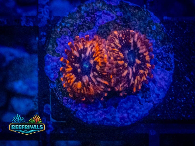 OG Utter Chaos Zoa (2 Polyps) WYSIWYG coral image | ReefRivals OG Utter Chaos Zoa (2 Polyps) coral image from ReefRivals, listed as Zoanthus sp. and Zoas