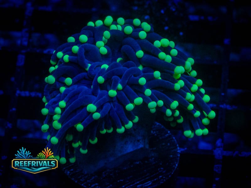 QCC Highlighter Tip Torch WYSIWYG coral image | ReefRivals QCC Highlighter Tip Torch coral image from ReefRivals, listed as Euphyllia glabrescens and Soft Coral