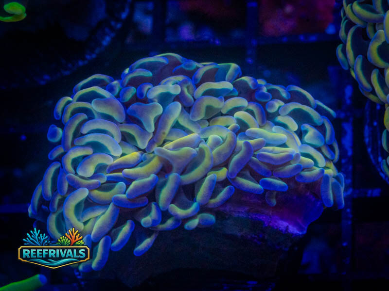 OC Ultra Neon Hammer coral image from ReefRivals, listed as Fimbriaphyllia ancora and Hammers