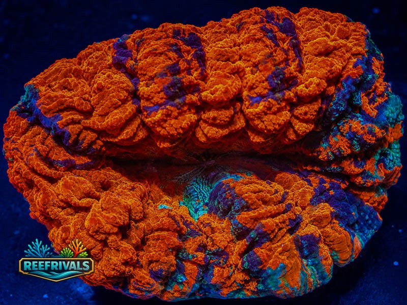 WWC Jelly Belly Acanthophyllia WYSIWYG coral image | ReefRivals WWC Jelly Belly Acanthophyllia coral image from ReefRivals, listed as Acanthophyllia sp. and LPS Fleshy
