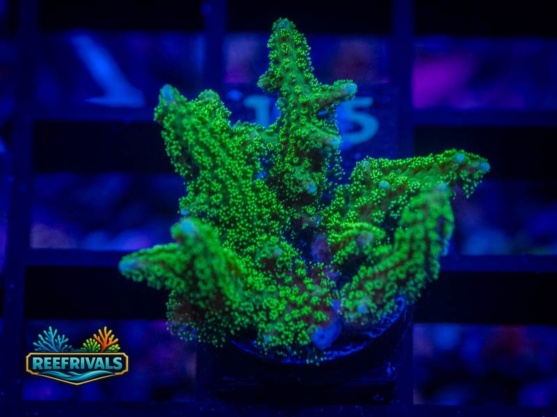 RVL Neon Green Birdsnest WYSIWYG coral image | ReefRivals RVL Neon Green Birdsnest coral image from ReefRivals, listed as Seriatopora sp. and SPS Branching