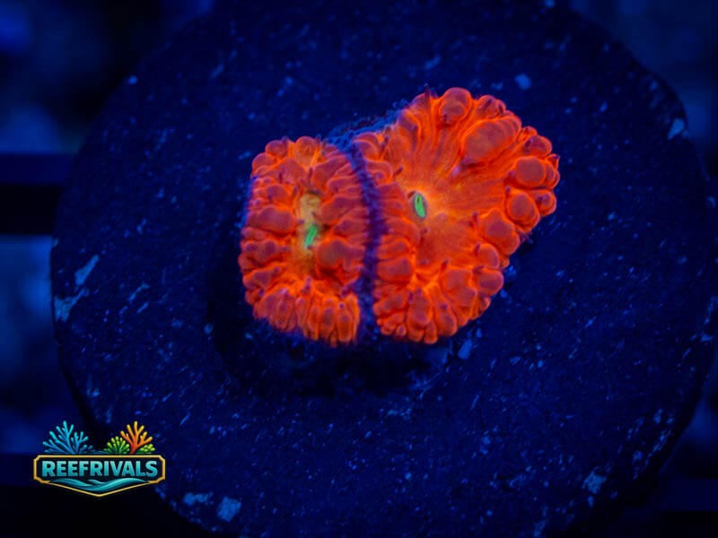 QCC Phoenix Fire Blasto WYSIWYG coral image | ReefRivals QCC Phoenix Fire Blasto coral image from ReefRivals, listed as Blastomussa sp. and LPS Fleshy
