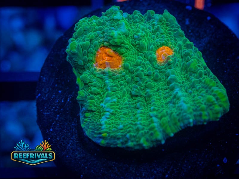 TSA Space Dune Chalice WYSIWYG coral image | ReefRivals TSA Space Dune Chalice coral image from ReefRivals, listed as Echinophyllia sp. and Chalices