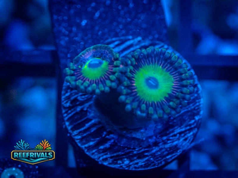 CA Candy Apple Green Zoa WYSIWYG coral image | ReefRivals CA Candy Apple Green Zoa coral image from ReefRivals, listed as Zoanthus sp. and Zoas
