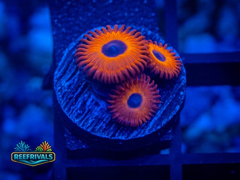 WWC Red Bull Zoa coral image from ReefRivals, listed as Zoanthus sp. and Zoas