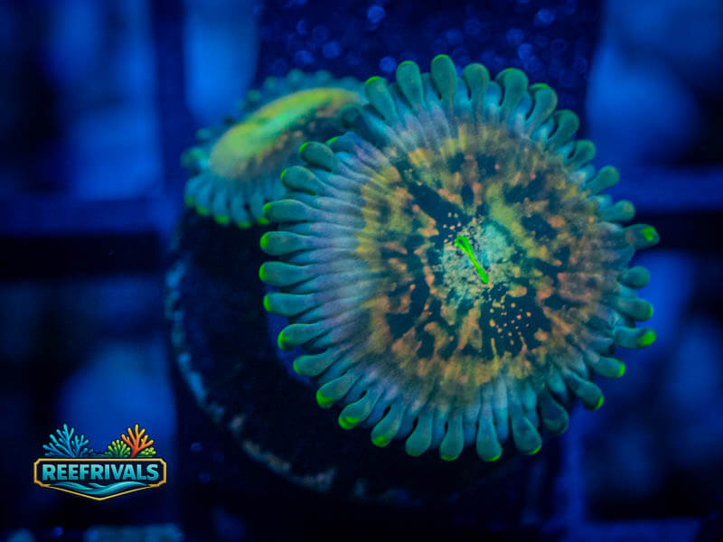 QCC Hawaiian Ding Dang Zoa WYSIWYG coral image | ReefRivals QCC Hawaiian Ding Dang Zoa coral image from ReefRivals, listed as Zoanthus sp. and Zoas