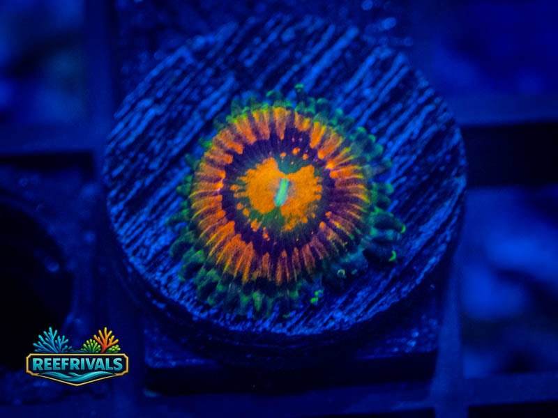 WA Rainbow Incinerator Zoa WYSIWYG coral image | ReefRivals WA Rainbow Incinerator Zoa coral image from ReefRivals, listed as Zoanthus sp. and Zoas