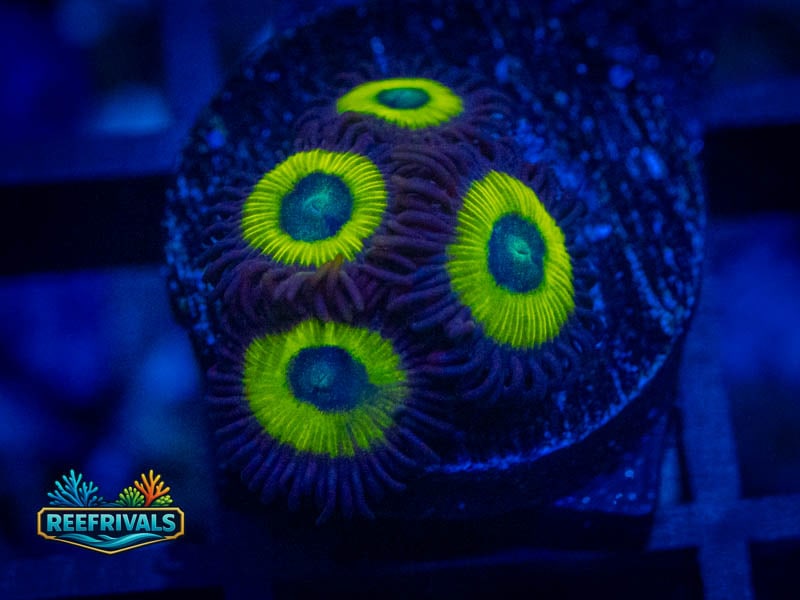 RS Bob Marley Zoa coral image from ReefRivals, listed as Zoanthus sp. and Zoas