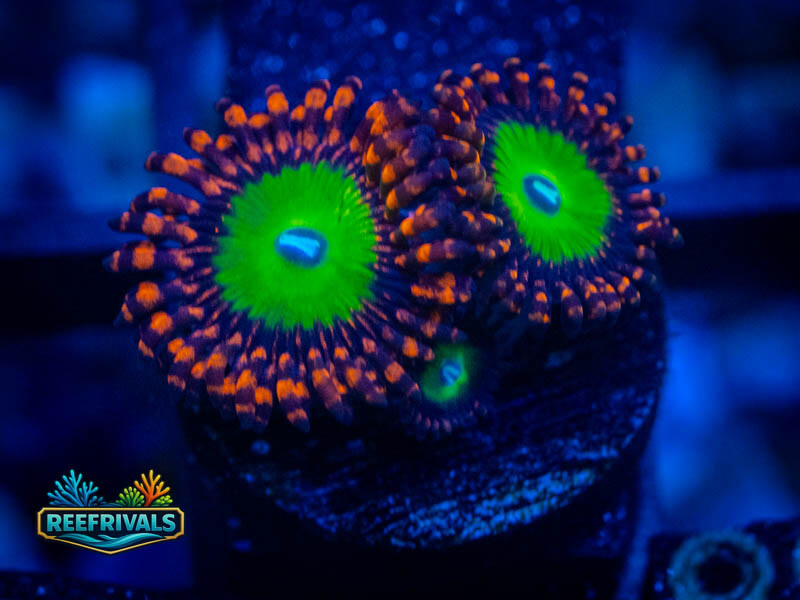 OC Bowser Zoa coral image from ReefRivals, listed as Zoanthus sp. and Zoas