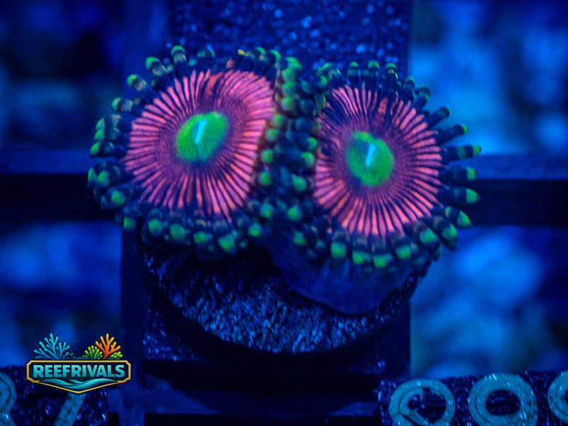WWC Black Orchids Zoa WYSIWYG coral image | ReefRivals WWC Black Orchids Zoa coral image from ReefRivals, listed as Zoanthus sp. and Zoas