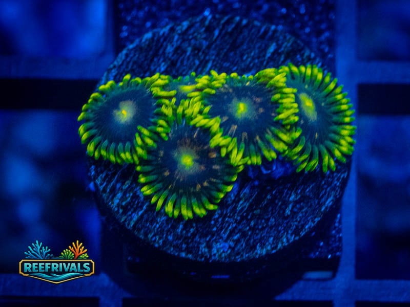 CA Blueberry Pie Zoa WYSIWYG coral image | ReefRivals CA Blueberry Pie Zoa coral image from ReefRivals, listed as Zoanthus sp. and Zoas