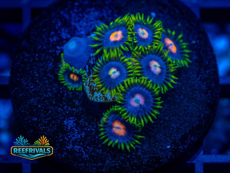 ECC Blow Pop Zoa WYSIWYG coral image | ReefRivals ECC Blow Pop Zoa coral image from ReefRivals, listed as Zoanthus sp. and Zoas