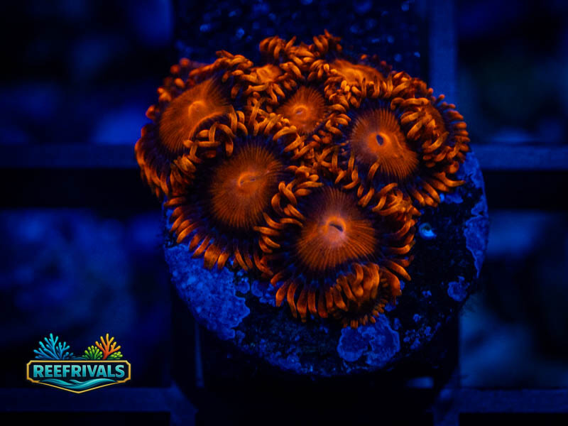 TG Jiji Bam Bam Zoa coral image from ReefRivals, listed as Zoanthus sp. and Zoas