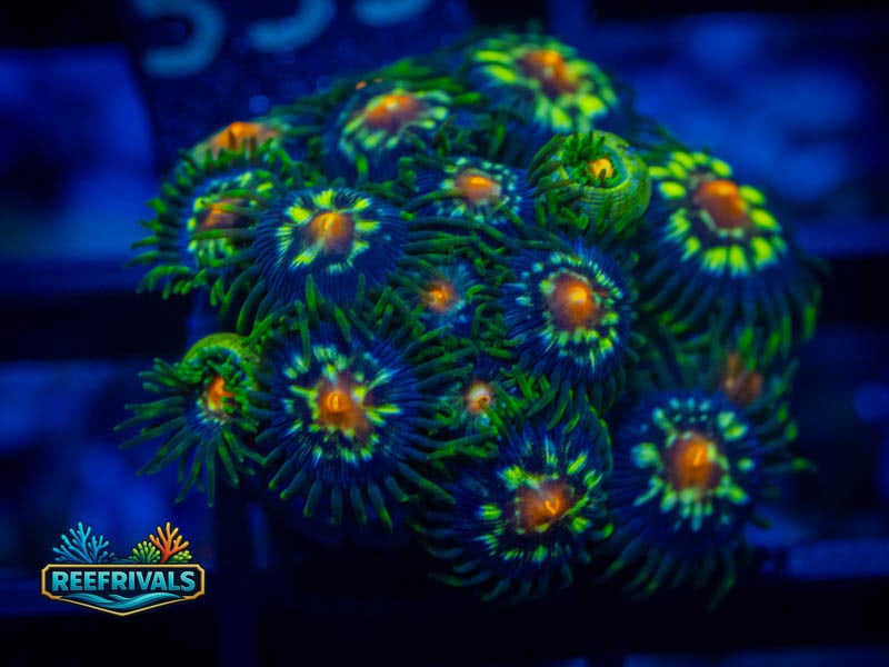 ECC Daisy Cutter Zoa (Mini Colony) coral image from ReefRivals, listed as Zoanthus sp. and Zoas