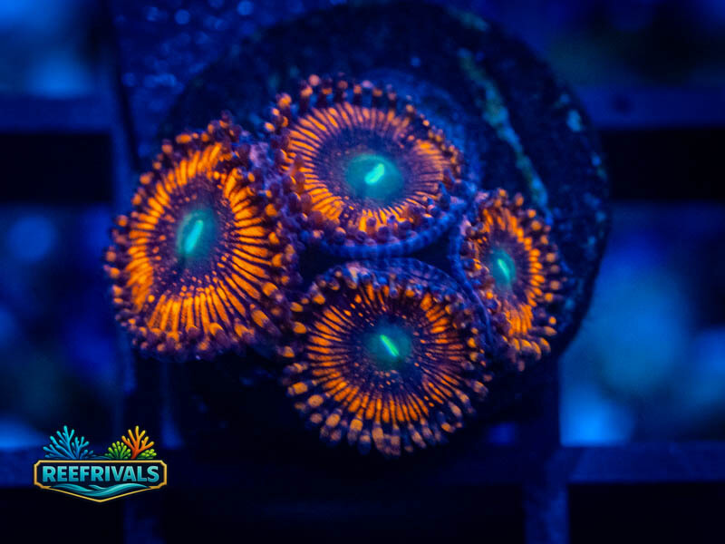 TSA Twizzler Zoa coral image from ReefRivals, listed as Zoanthus sp. and Zoas