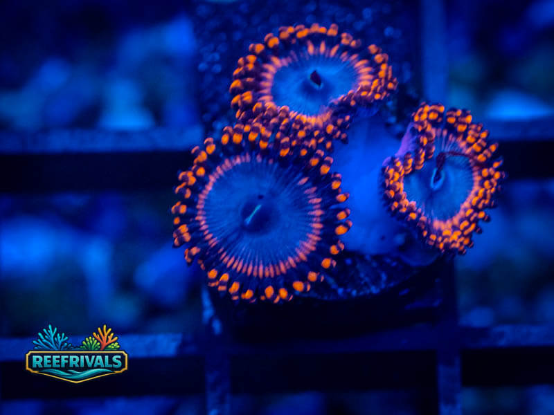 Zoanthids Spiderman Zoa WYSIWYG coral image | ReefRivals Zoanthids Spiderman Zoa coral image from ReefRivals, listed as Zoanthus sp. and Zoas