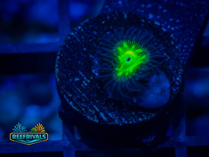 TSA Alien Egg Zoa WYSIWYG coral image | ReefRivals TSA Alien Egg Zoa coral image from ReefRivals, listed as Zoanthus sp. and Zoas