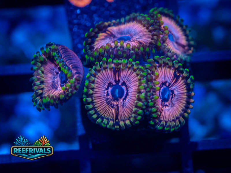 WWC Black Orchids Zoa coral image from ReefRivals, listed as Zoanthus sp. and Zoas