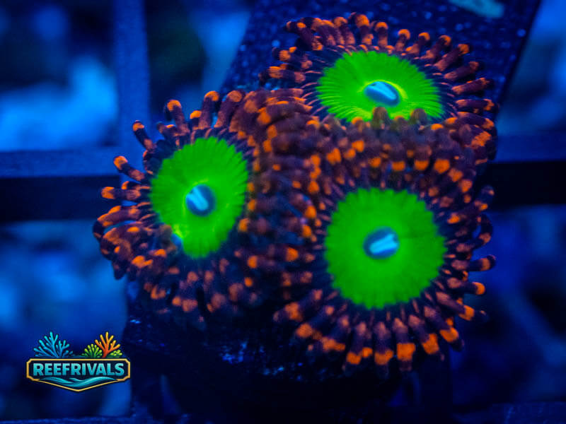 OC Bowser Zoa coral image from ReefRivals, listed as Zoanthus sp. and Zoas