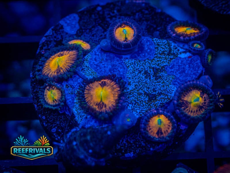 TG Sakura Zoa WYSIWYG coral image | ReefRivals TG Sakura Zoa coral image from ReefRivals, listed as Zoanthus sp. and Zoas