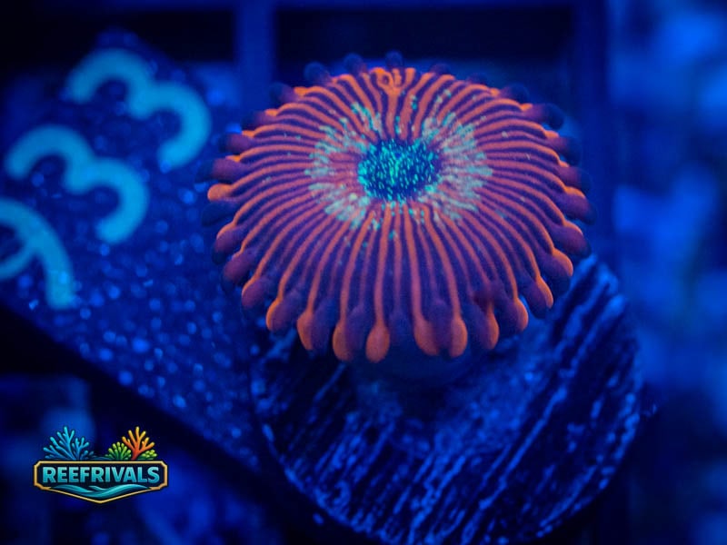 TG Magician Zoa coral image from ReefRivals, listed as Zoanthus sp. and Zoas